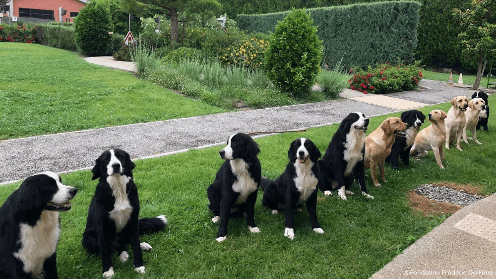 Chiens guides Labernois en formation